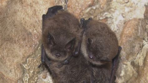 Tiny bats provide ‘glimmer of hope’ against a fungus that threatened entire species